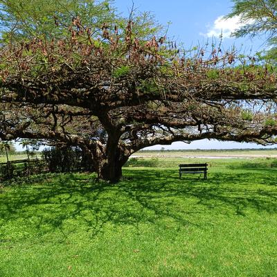 Serena Safari Lodge - ein Traum