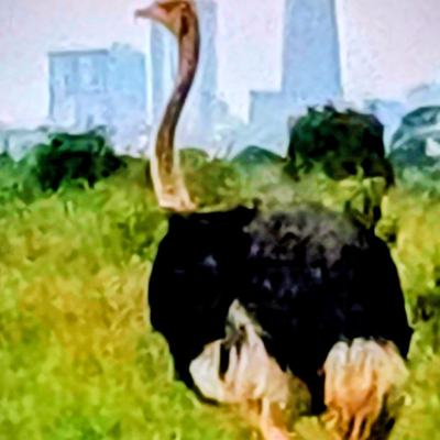 Nairobi Nationalpark- ein Strauß vor der Skyline der Hauptstadt